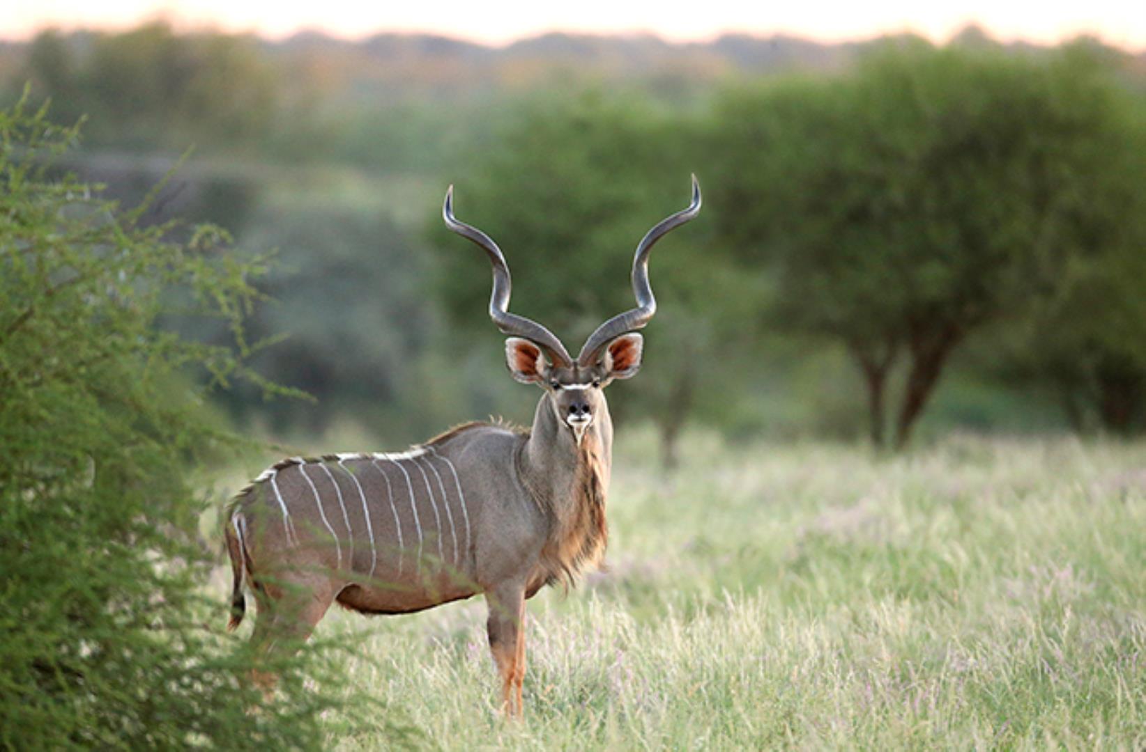 751493_kudu1.jpg