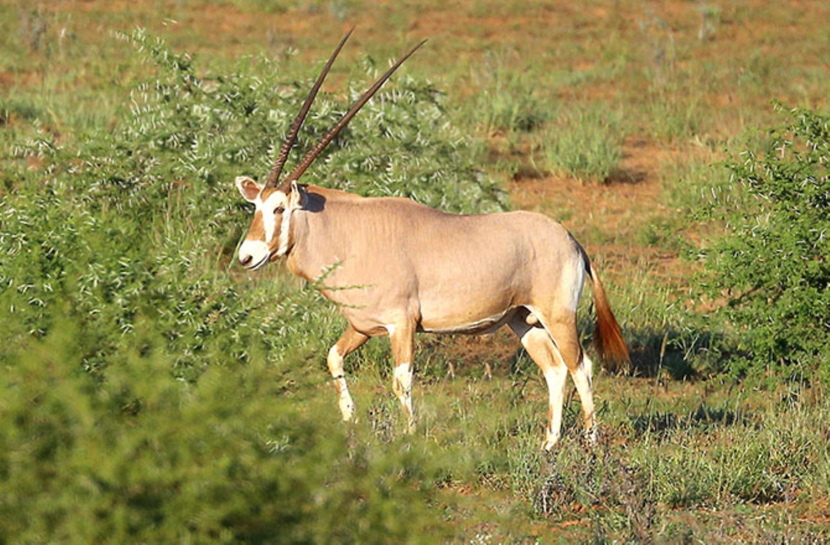 751493_oryx4.jpg