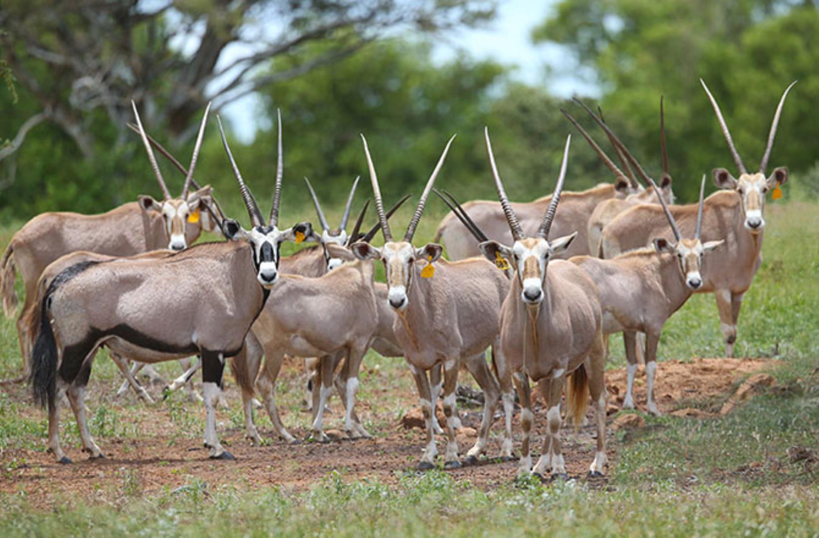 751493_oryx6.jpg